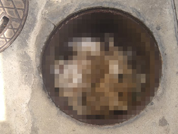 和歌山市の和式トイレの排水管(汚水桝)がつまっている様子